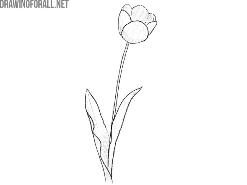 How to draw a flower
