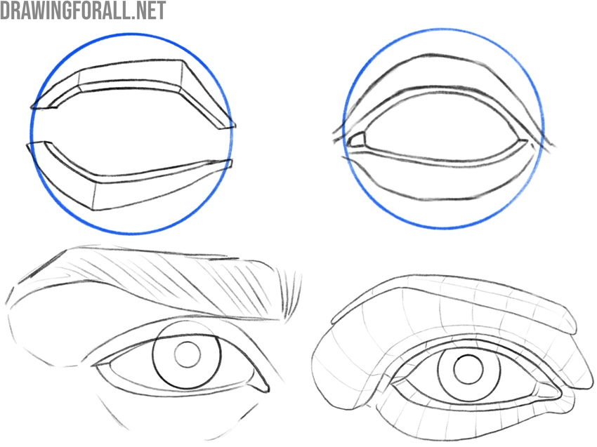 Construction and structure of eyes front view