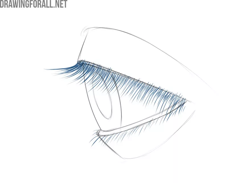 Draw the upper and lower eyelashes