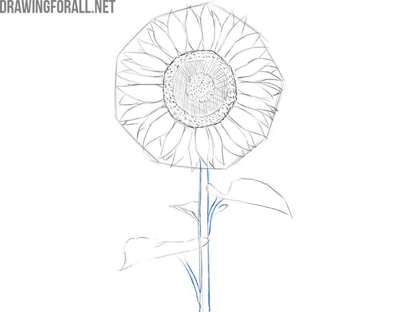 Sketch the stem of a sunflower