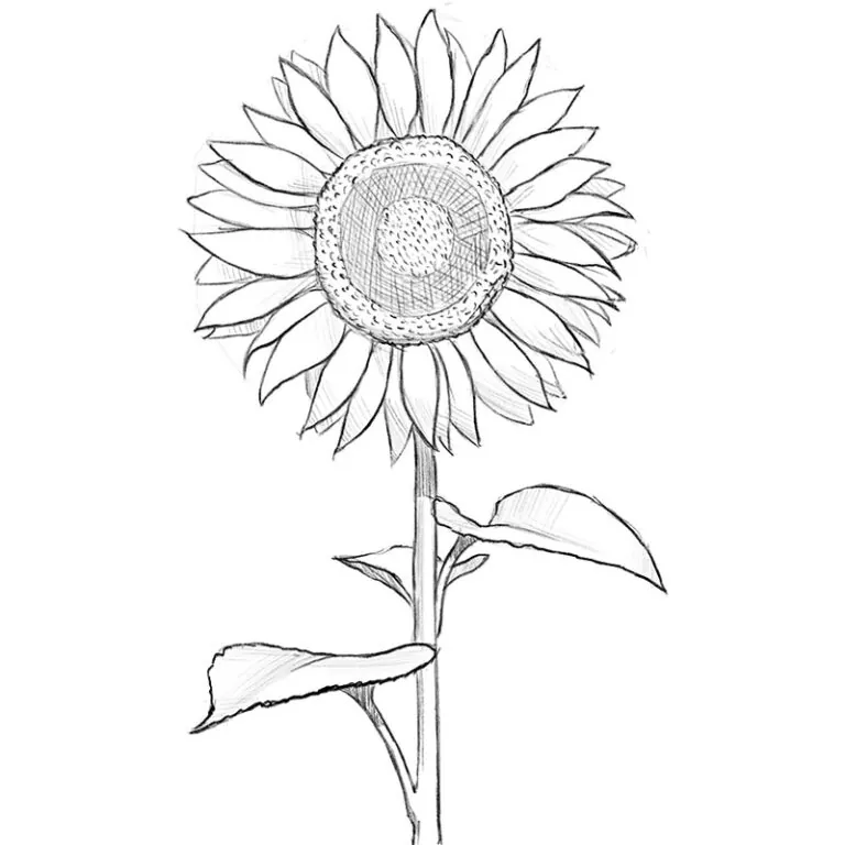 how to draw a sunflower easy