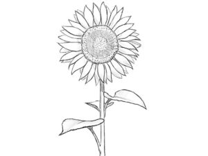how to draw a sunflower featured image
