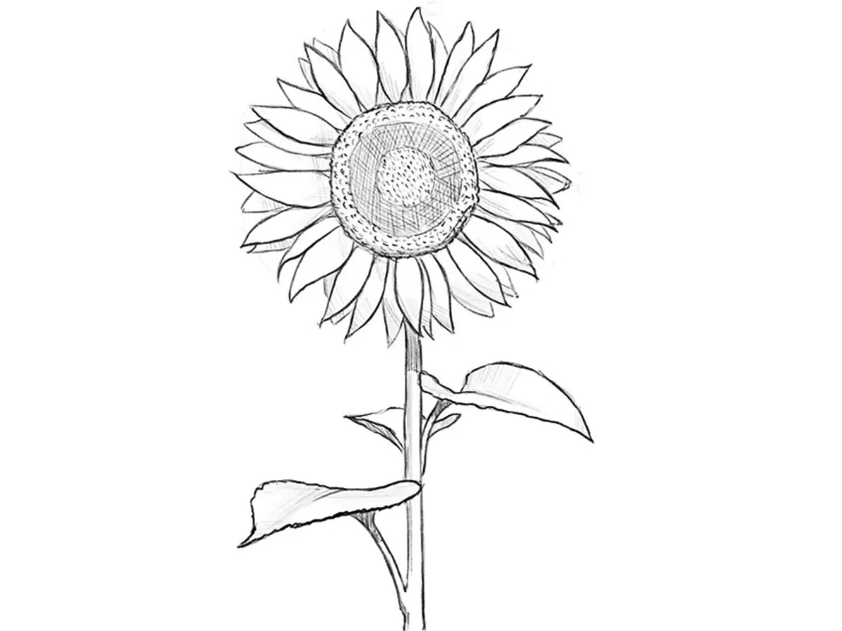 Completed drawing of a sunflower with detailed rendering of the flower, leaves, and volumetric shadows.