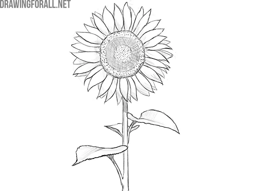 how to draw sunflower super easy