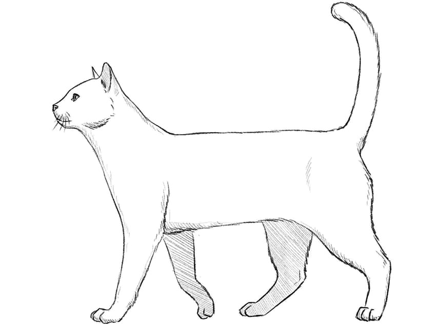 Animals drawing tutorials – lessons on how to draw cats, dogs, birds, and other animals