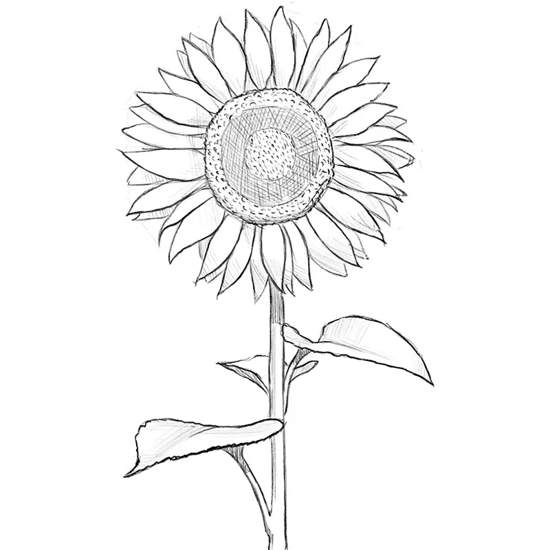 how to draw a sunflower cover image