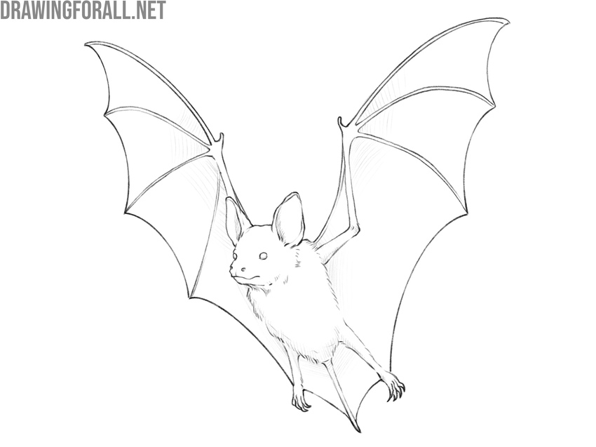 Compete and check the bat drawing