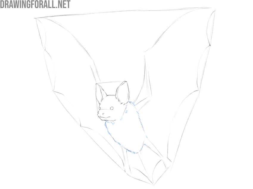 Indicate the body’s fur texture