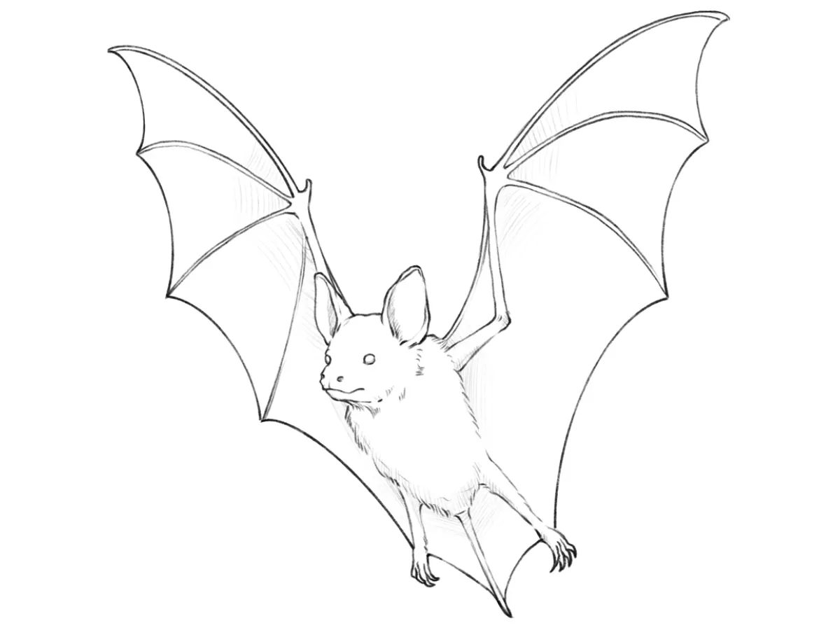 Completed drawing of a bat in flight with its wings raised, realistic texture and shadows.