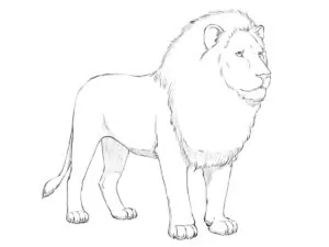 how to draw a lion featured image