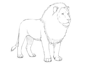 how to draw a lion featured image