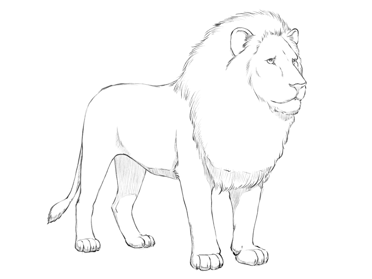Lion drawing with a lush mane and dimensional, realistic pencil shadows.