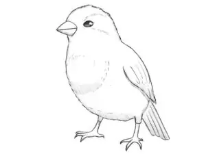 how to draw a sparrow featured image