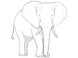 how to draw an elephant featured image