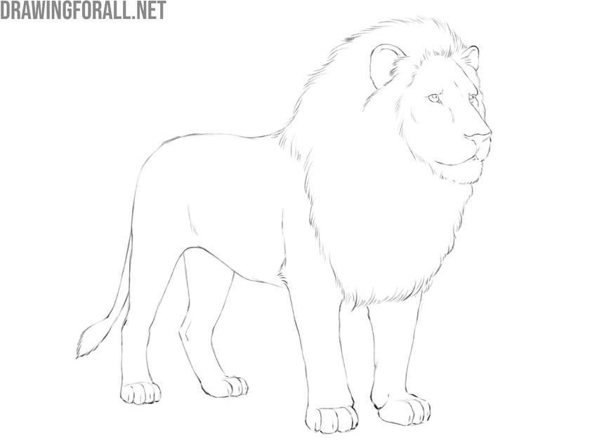 Clean up the full lion outline