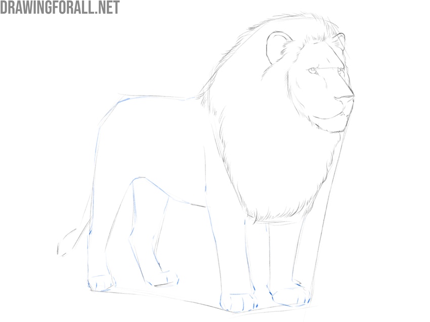 Draw the front and hind legs