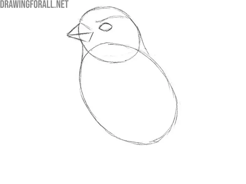 Sketch the beak and eye
