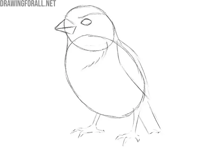 Sketch the wing, tail, and legs