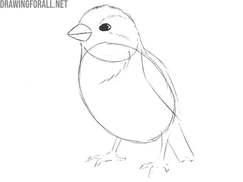 Detail the bird’s head