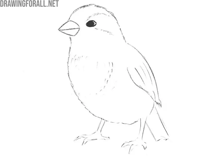 Detail the bird’s body