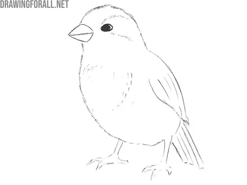 Draw the tail feathers of the sparrow