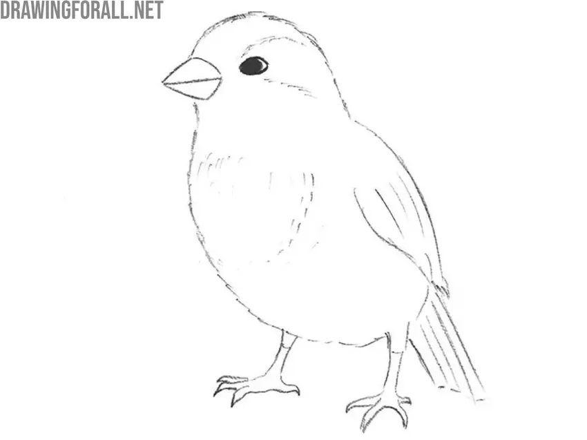 Refine the bird’s legs and claws