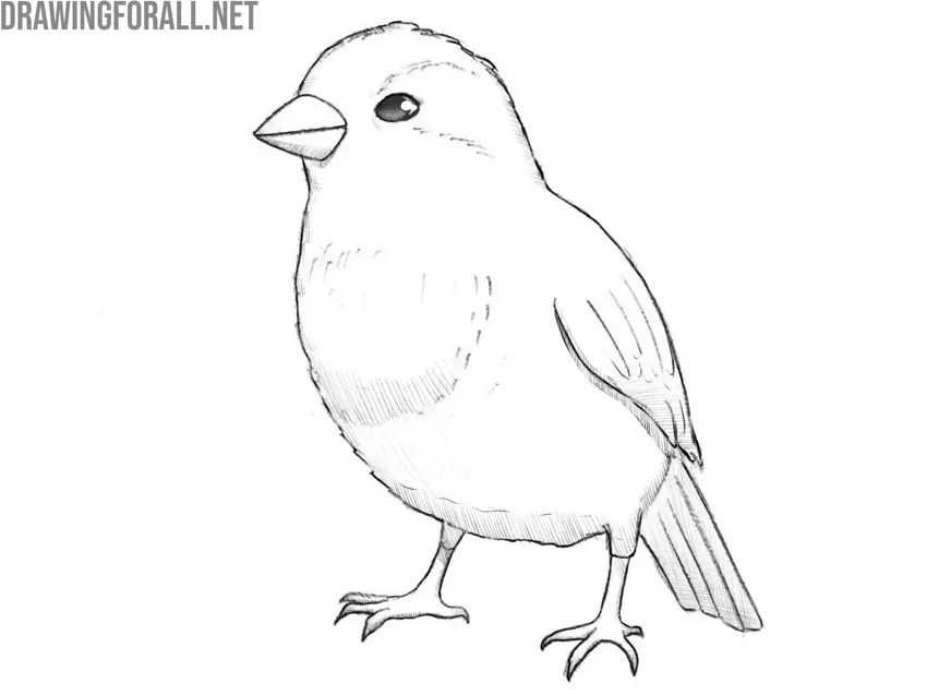 Draw shadows on the sparrow