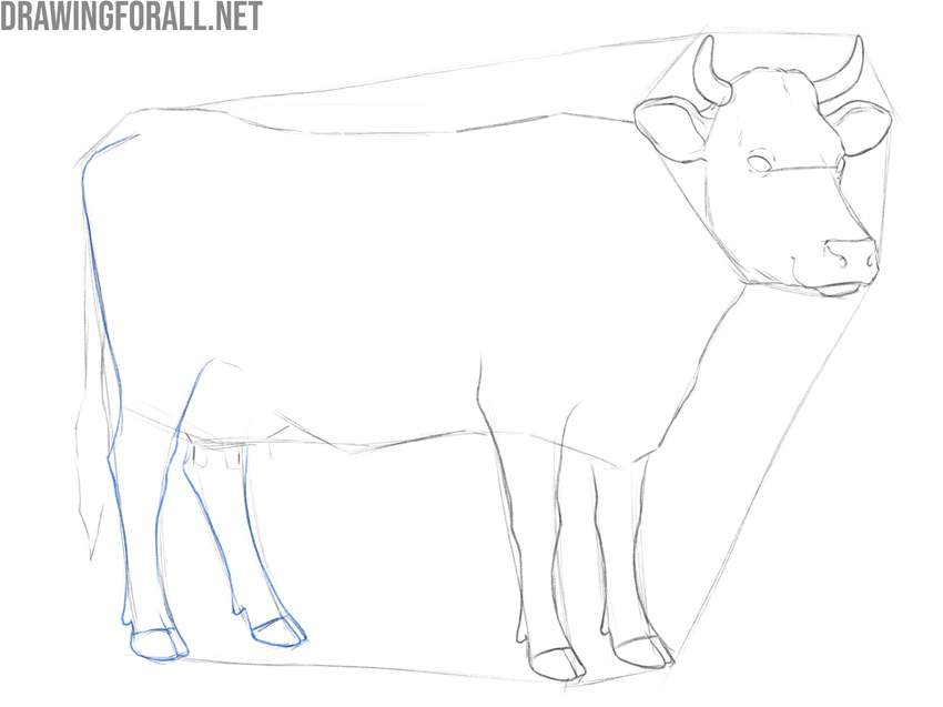 Draw the hind legs of the cow