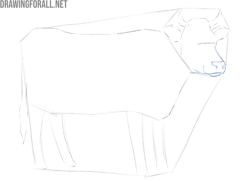 Draw the muzzle of the cow
