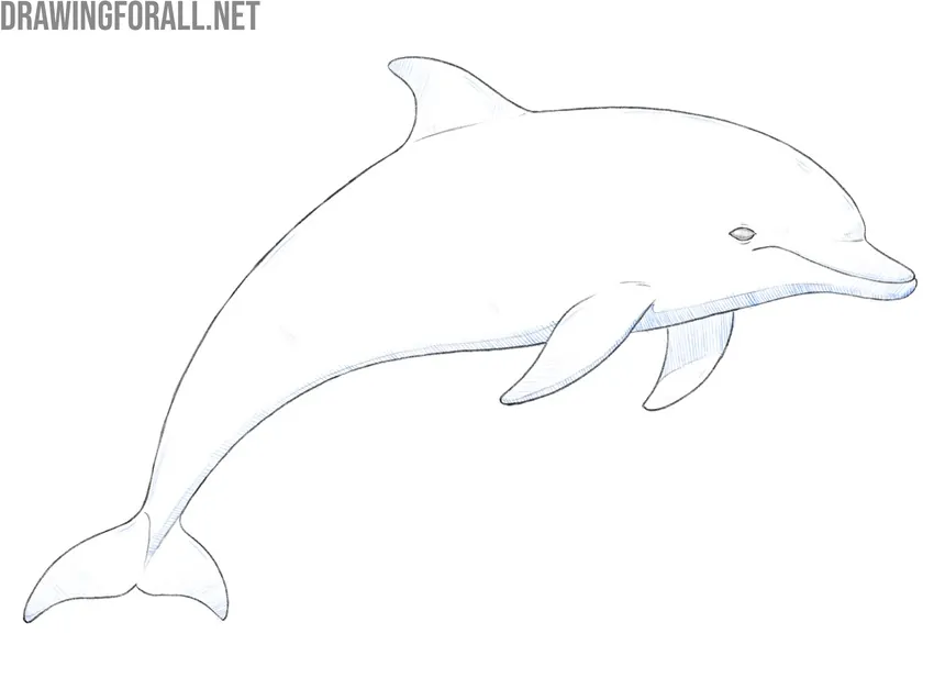 Draw shadows on the dolphin