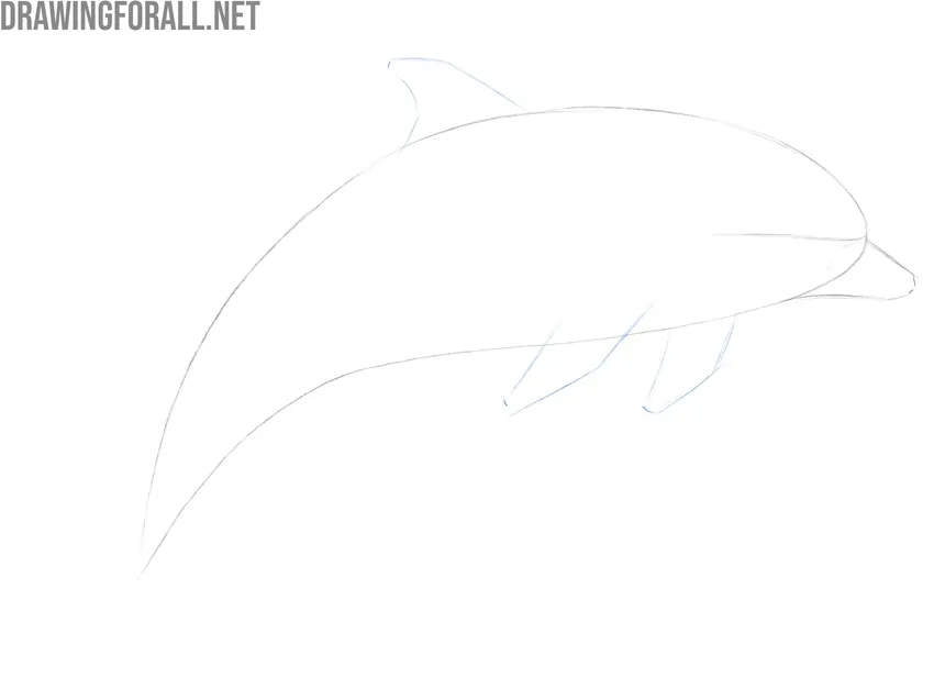 Sketch the dorsal and pectoral fins