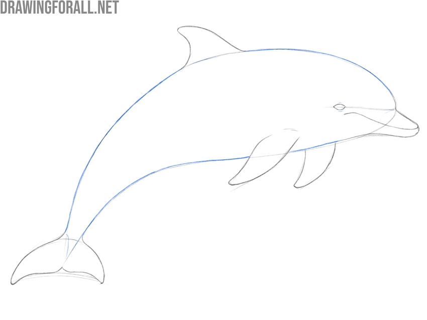 Refine the full dolphin outline