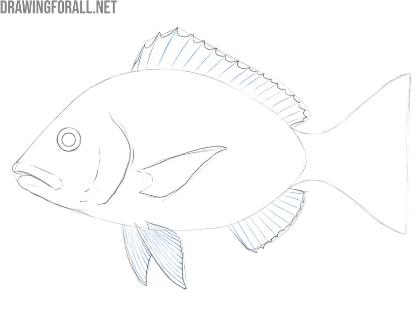 Draw texture on the fish fins