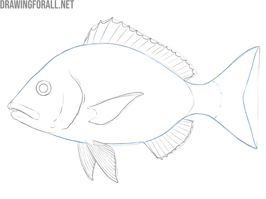 Refine the body and tail outlines