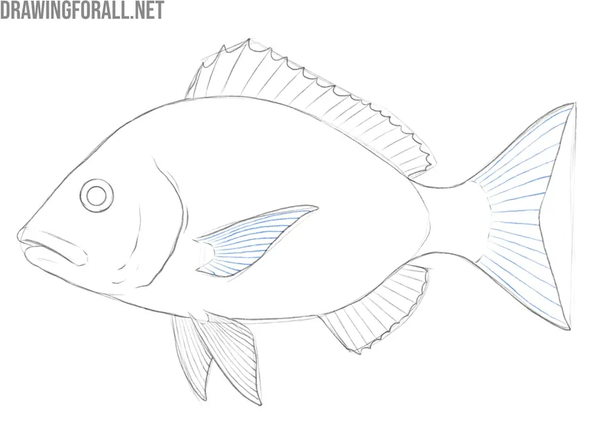 Draw texture on the pectoral and tail fins