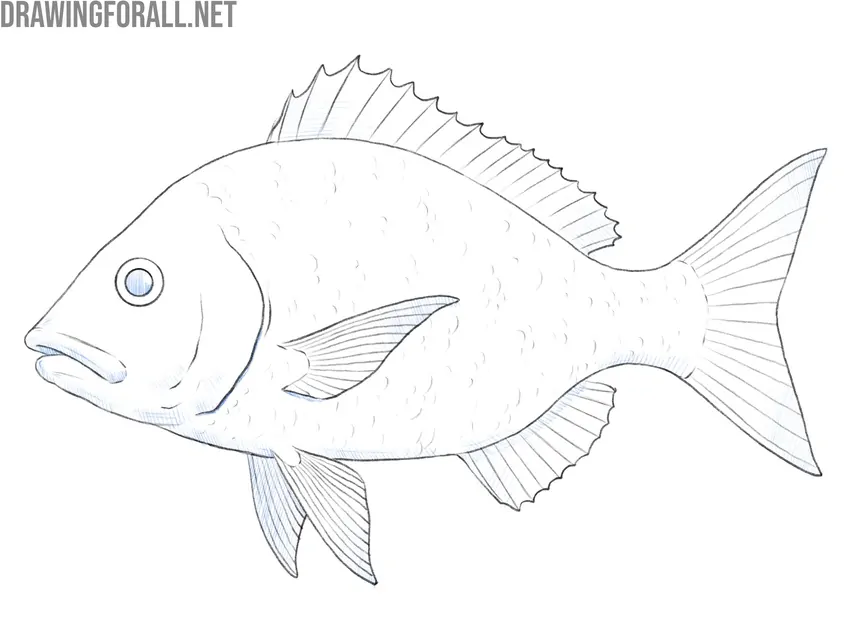 Strengthen the fish volume with shading