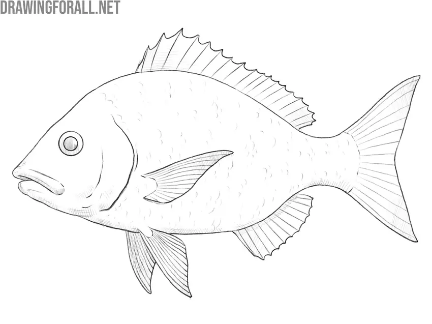 Review and adjust the drawing