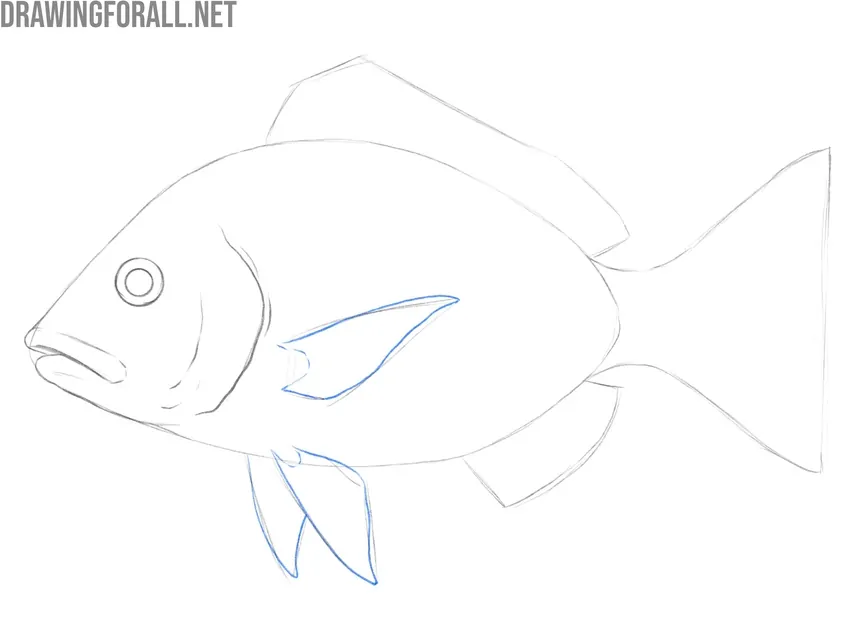 Refine the pectoral and pelvic fins