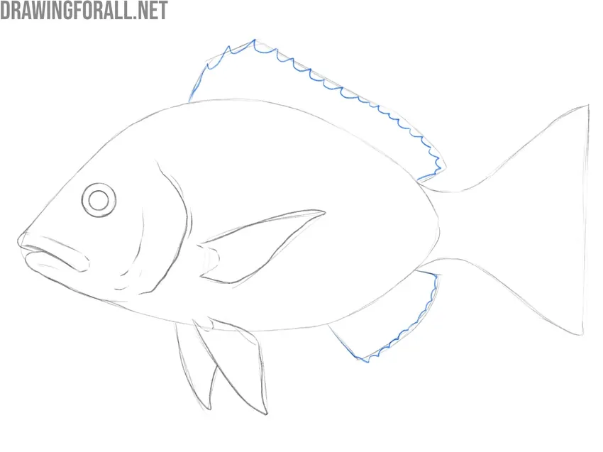 Detail the dorsal and bottom fins