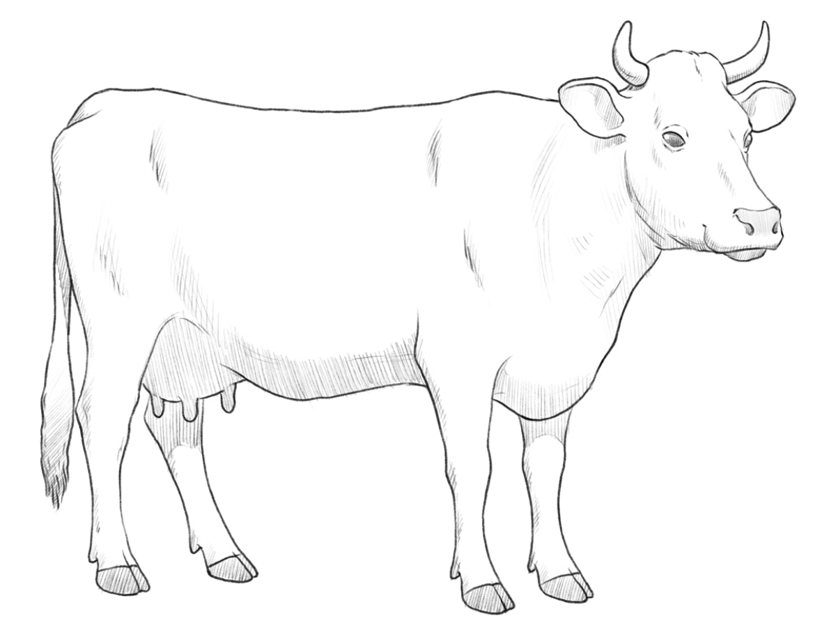 Cow drawing with realistic shadows and details.