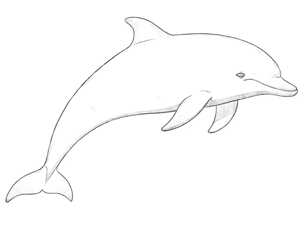 Realistic dolphin drawing with a curved body, raised fins, and realistic pencil shading.