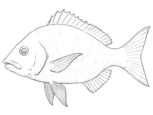 Fish drawing with realistic shadows and scales.