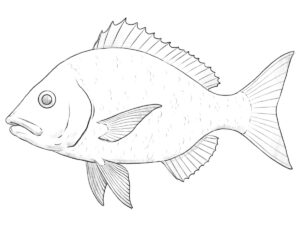 how to draw a fish featured image