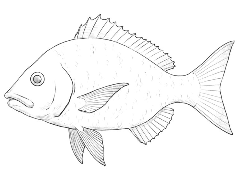 how to draw a fish featured image