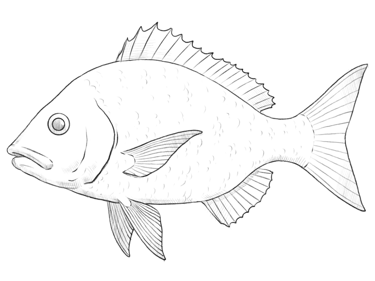Fish drawing with realistic shadows and scales.