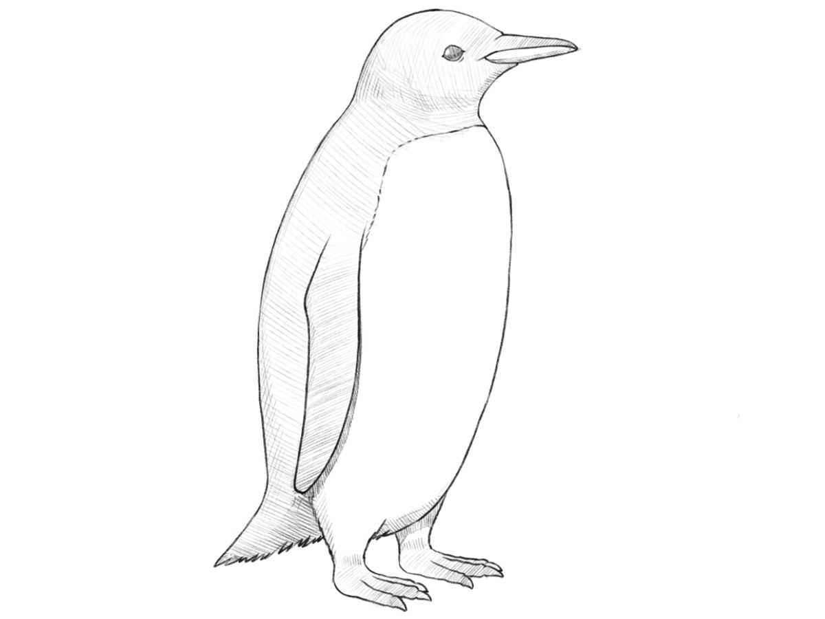 Realistic penguin drawing with dimensional shadows and characteristic body pattern.