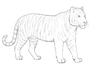 How to Draw a Tiger