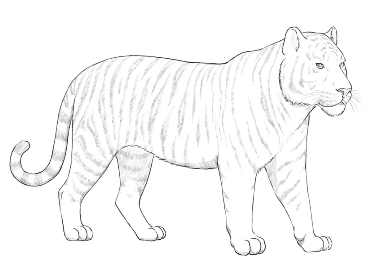 Tiger drawing with realistic pencil shadows and authentic stripes.