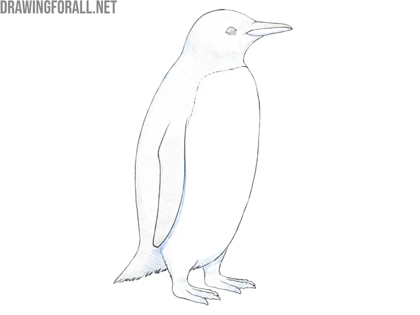 Add shadows to the bird