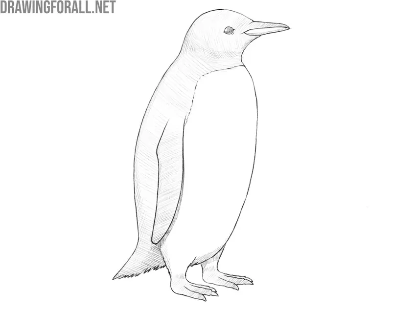 Review and finalize the penguin drawing